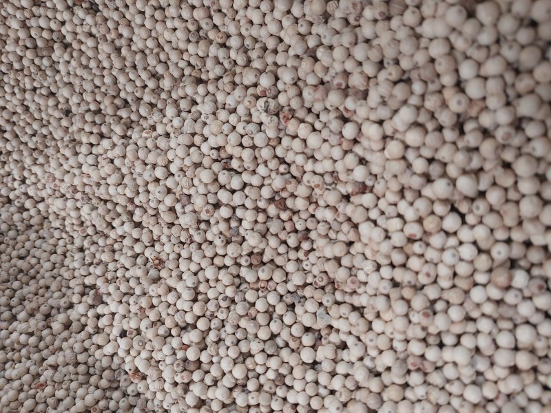 PT CINQUER AGRO NUSANTARA (CAN)