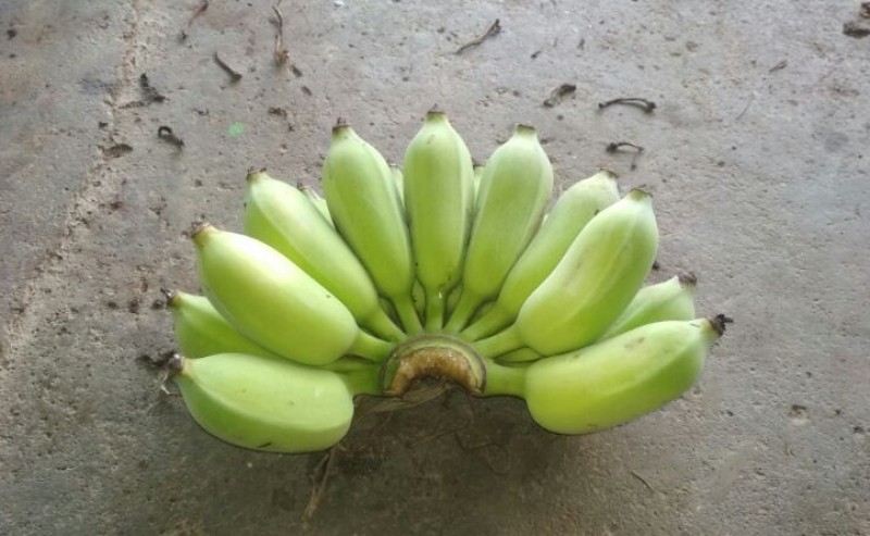 Bumdes Ikarta