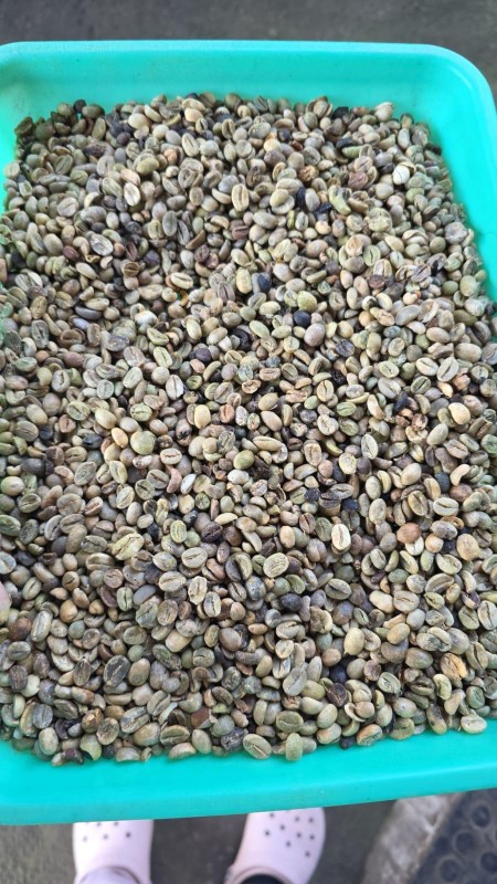Moyang kopi