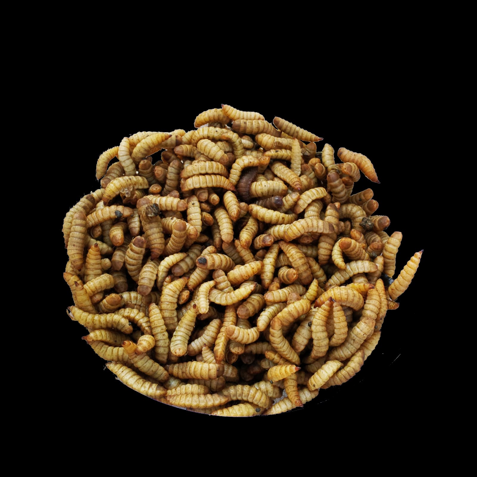 Biomagg Sinergi Internasional