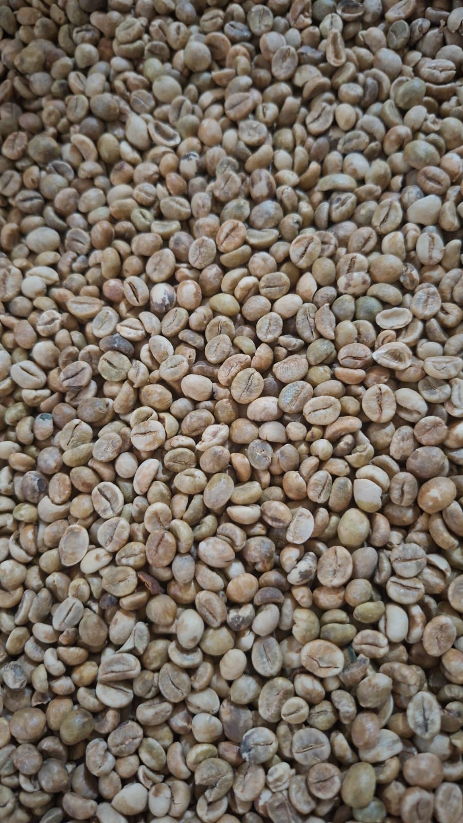 Phora Kopi
